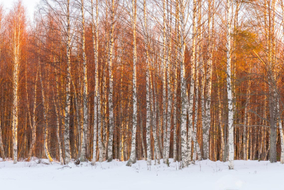 Finlandia-Gennaio-fotocorsi-1